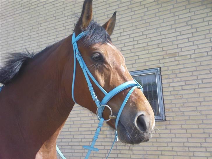 Anden særlig race Lucky Casmir (Bamse) - Ja, efter en hård undervisningstime (første gang med den ny sexet trense :D billede 20