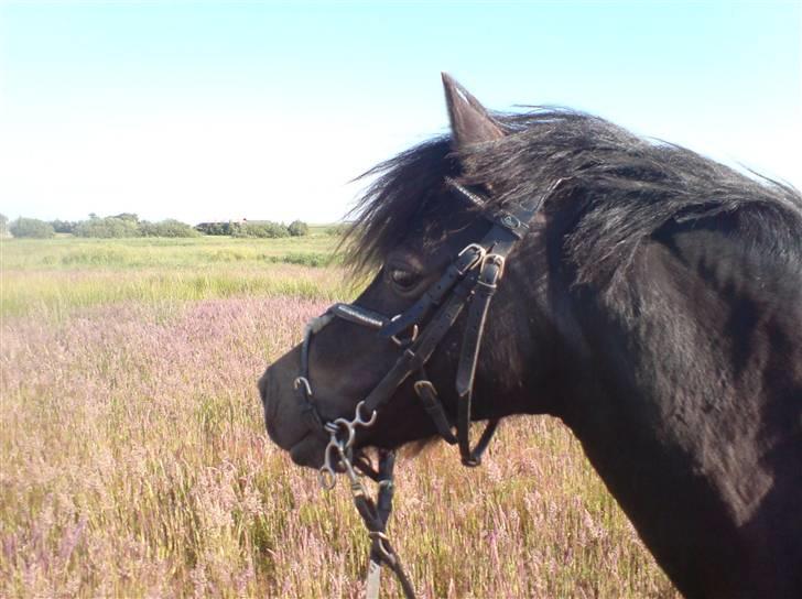 Welsh Pony (sec B) Blackie - Blackie på en varm forårsdag... :D billede 1