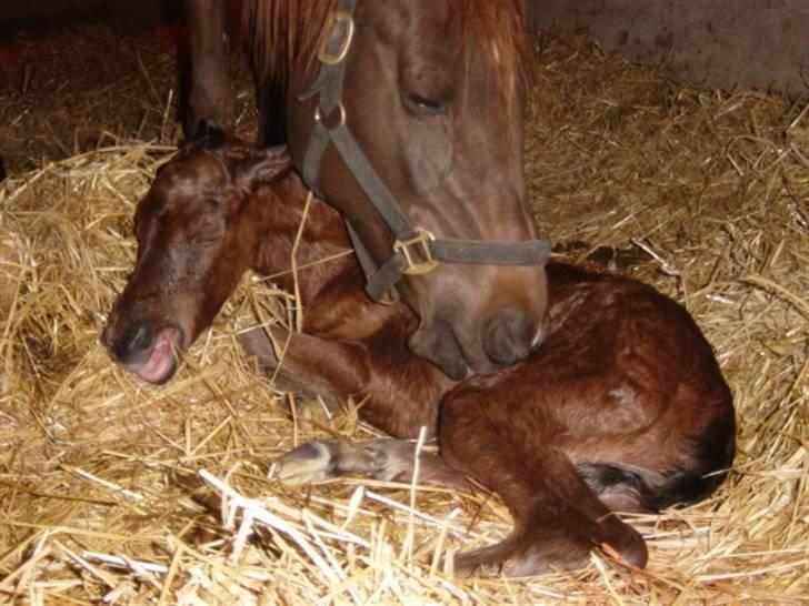 Arabisk fuldblod (OX) Heavens Athene  - og her er hun lig født billede 2