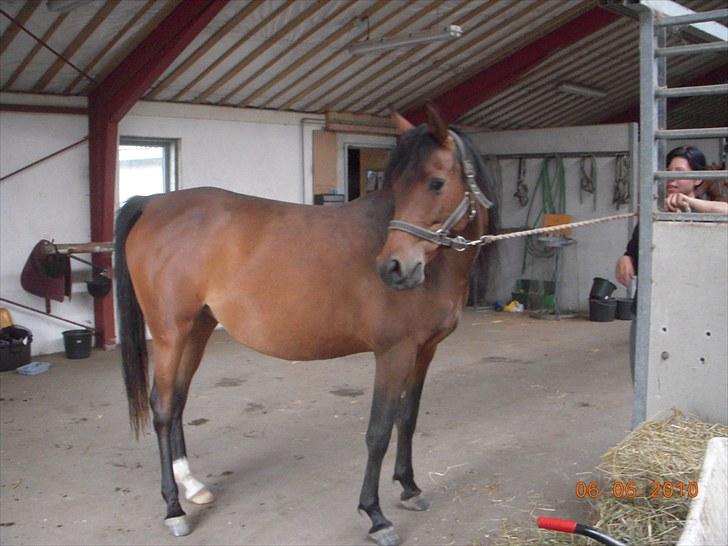 Arabisk fuldblod (OX) Heavens Athene  - Athene med sin store mave, nu kommer der snart føl jubii billede 3