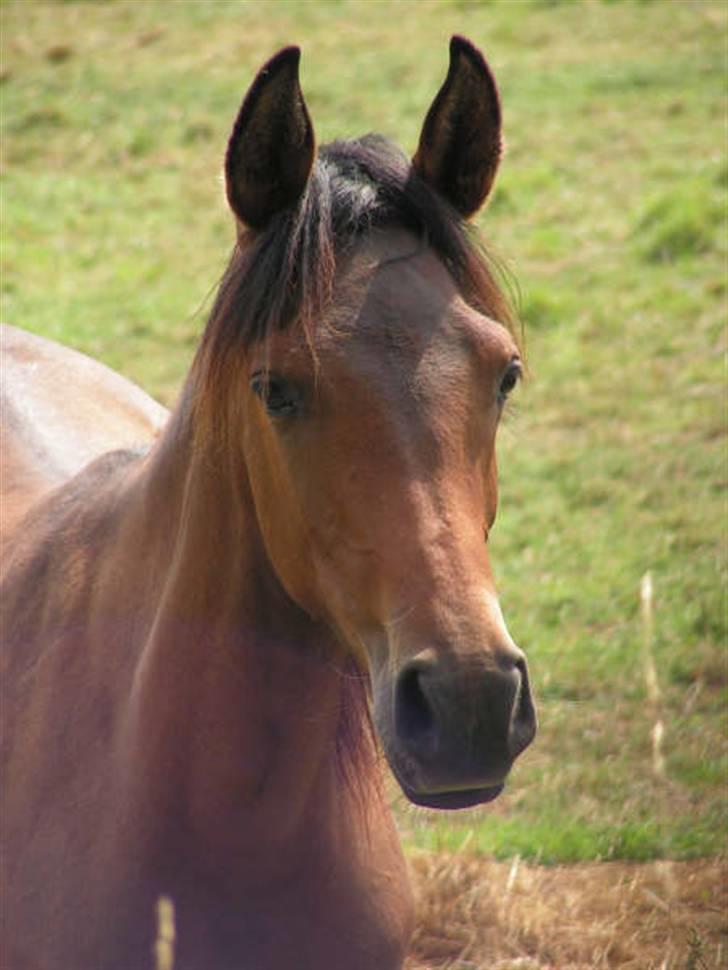 Arabisk fuldblod (OX) Heavens Athene  billede 4