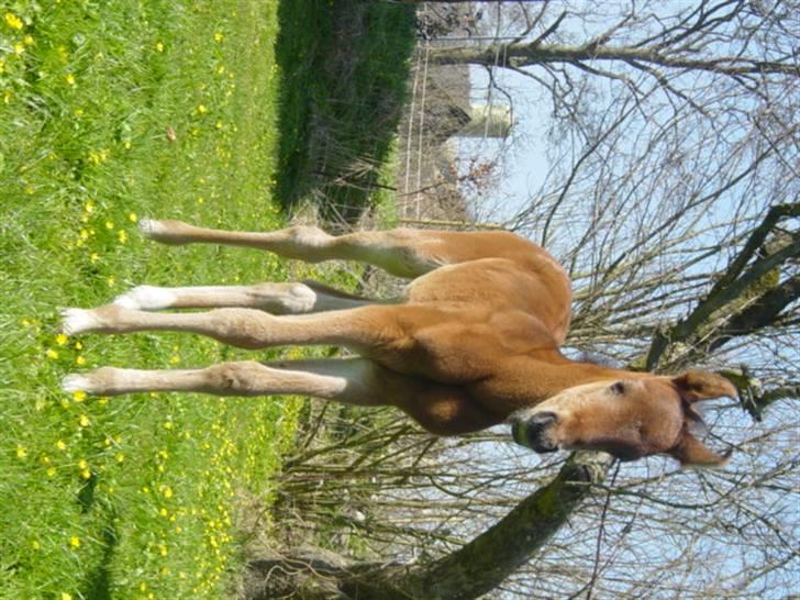 Arabisk fuldblod (OX) Heavens Athene  - Athene som føl billede 5