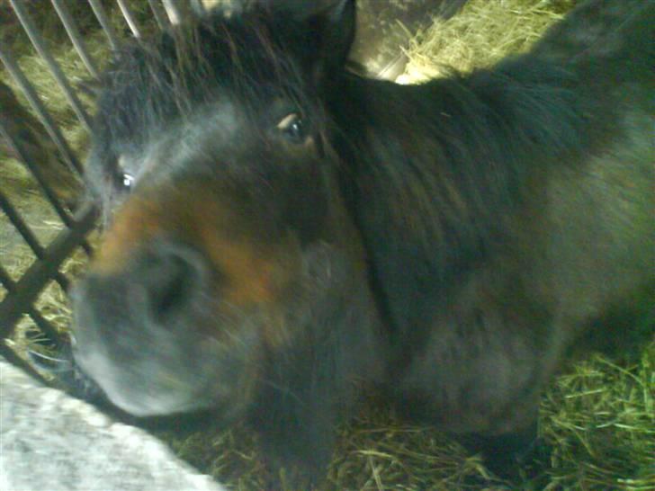 Shetlænder R.I.P Prins :'( - det er da også skide irriterende at være SÅ lille man ikke kan kigge over muren xD billede 9