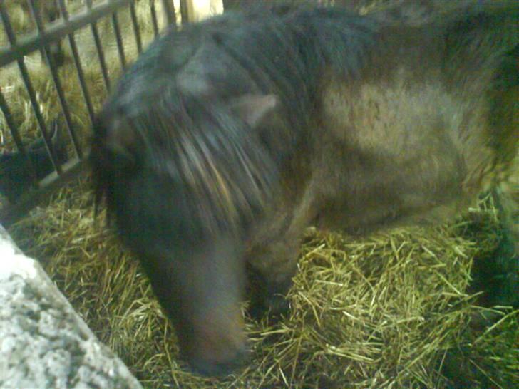 Shetlænder R.I.P Prins :'( - opgivet!!!! hehe billede 10