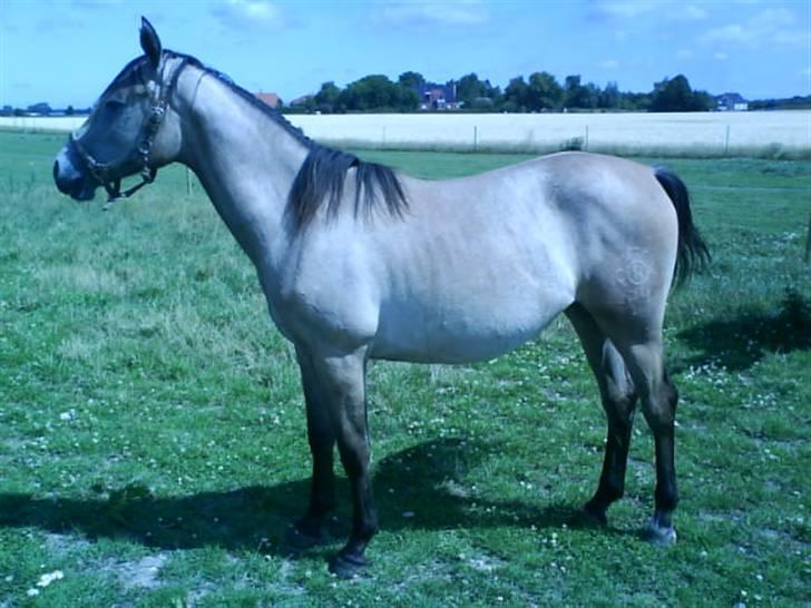 Holstener Qucelli Z R.I.P 24/4-2013 billede 17