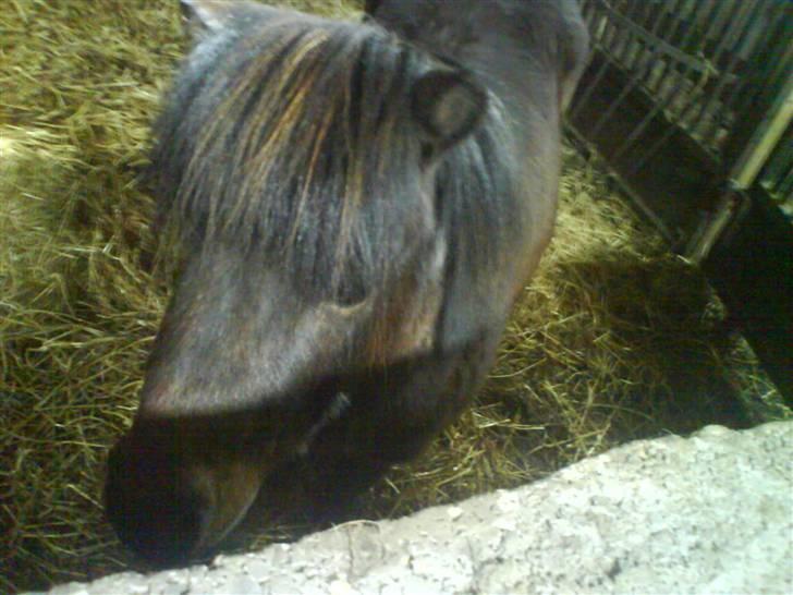 Shetlænder R.I.P Prins :'( - Hihi, hér er´jeg så, jah jeg ved det damer : jeg er for LÆKKER xD billede 11