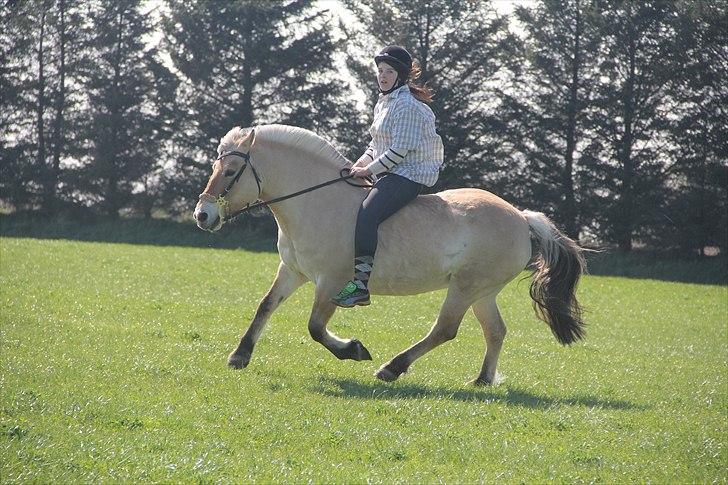 Fjordhest Musse - 10# Ude på en FANTASTISK mark :o)..  billede 8