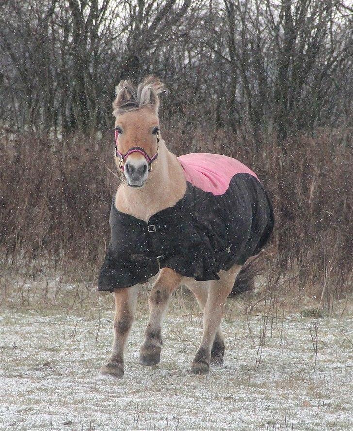 Fjordhest Musse - 14# Min elskede pony kommer når jeg kalder :-)!.  billede 11