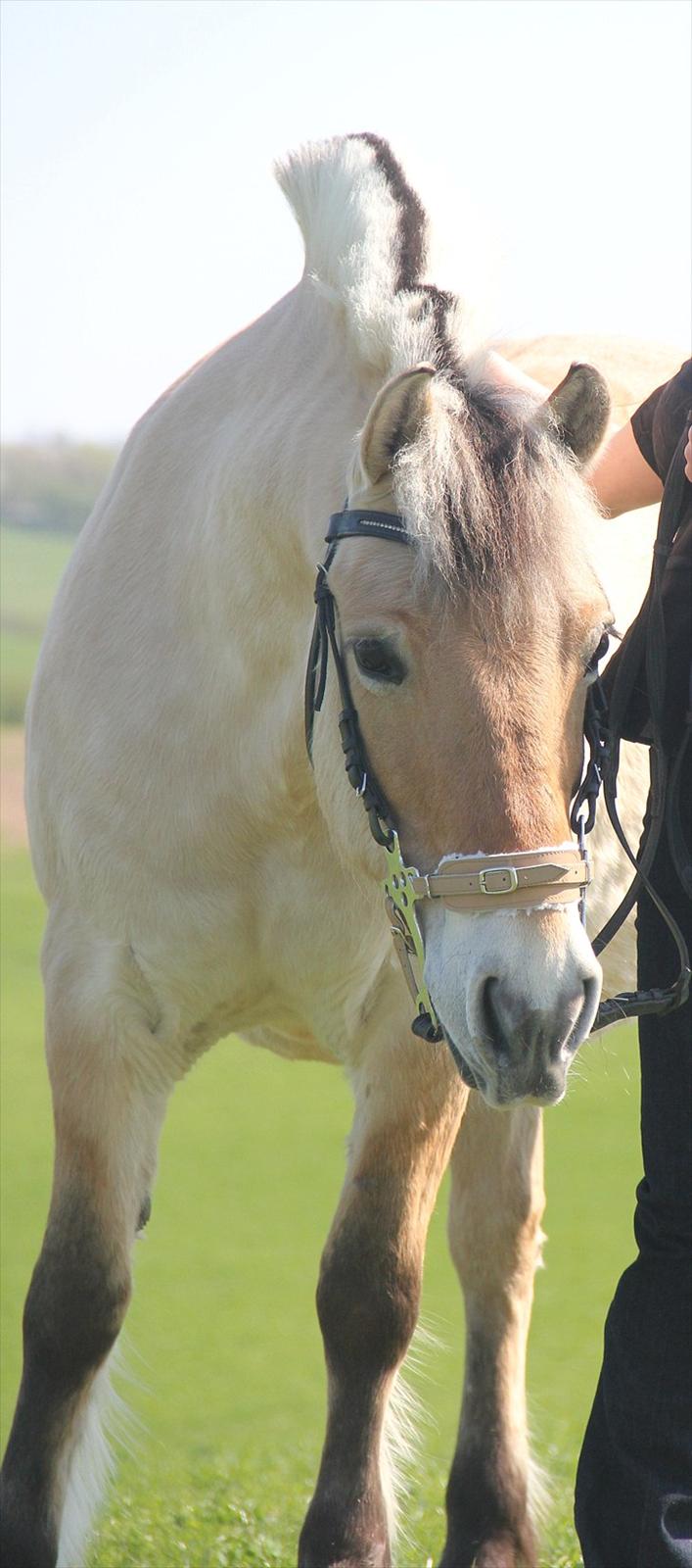 Fjordhest Musse - 17# Min bedste ven, min pige, mit alt!  billede 12