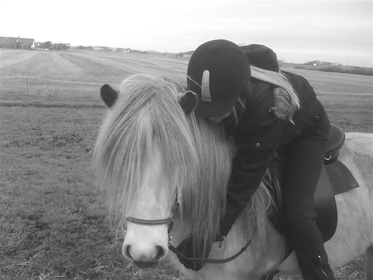 Islænder Frigg fra Donstedet (: <3 - Smukke Frigg (: <3 Foto : Nanna P billede 1