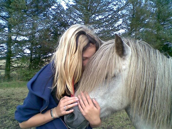 Islænder Frigg fra Donstedet (: <3 - Foto : Nanna P billede 2