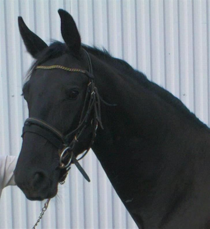 Dansk Varmblod Bysteds Bluca  SOLGT - Bluca billede 1