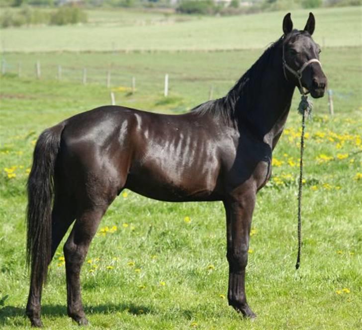 Dansk Varmblod Bysteds Bluca  SOLGT - et af salgsbillederne fra der vi købte ham billede 2