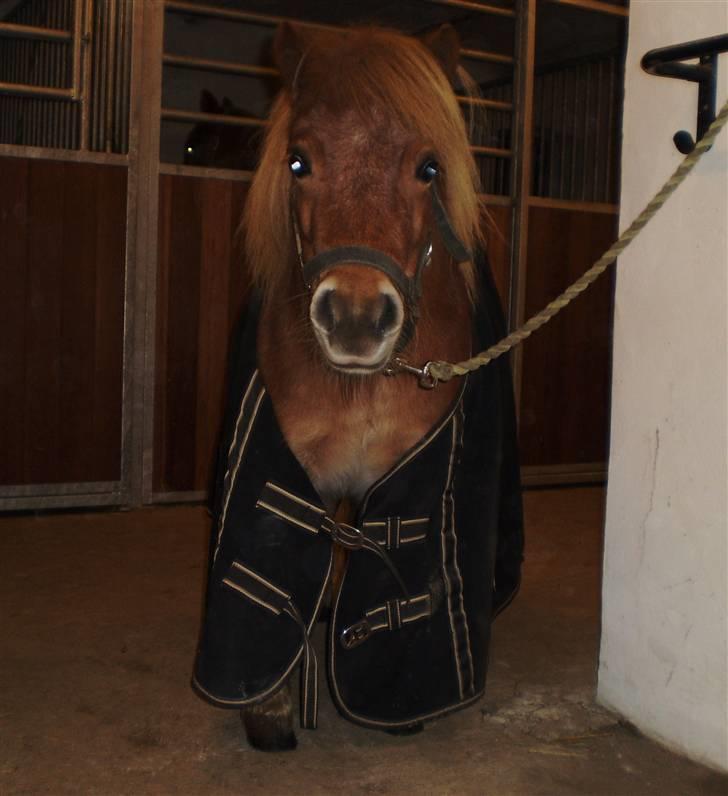 Shetlænder Ma cheval - solgt - med Kellys dækken på. :) billede 8