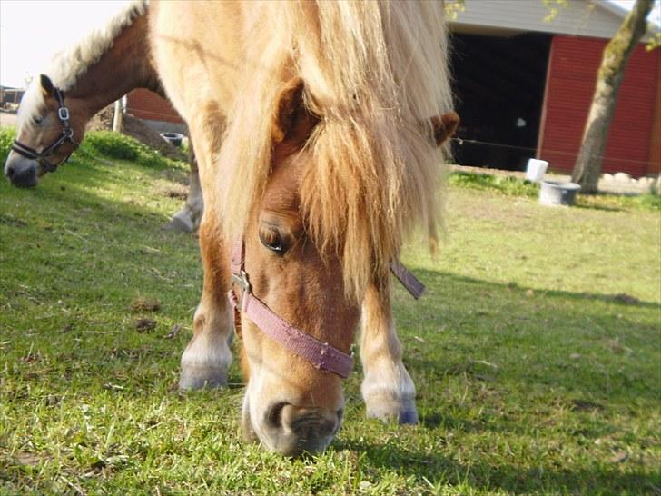 Shetlænder Ma cheval - solgt - På marken.. billede 9