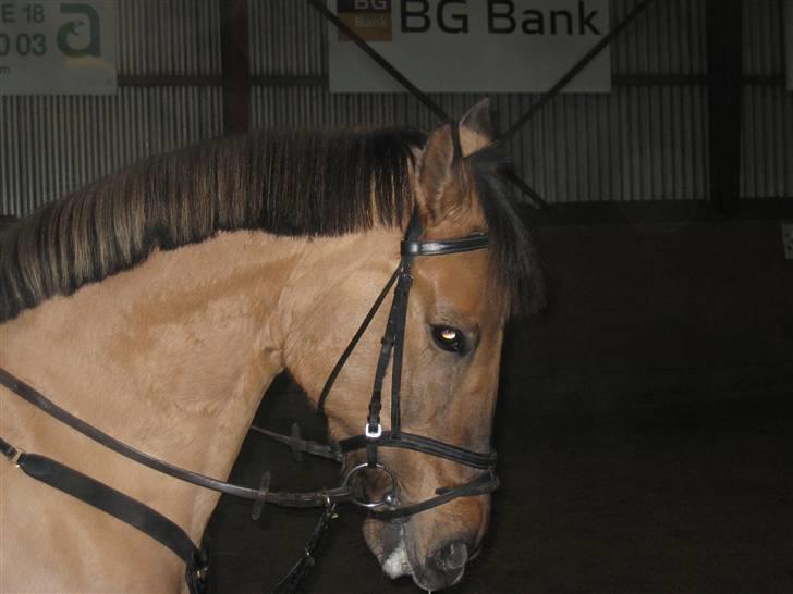 Anden særlig race Frk Smilla SOLGT billede 2