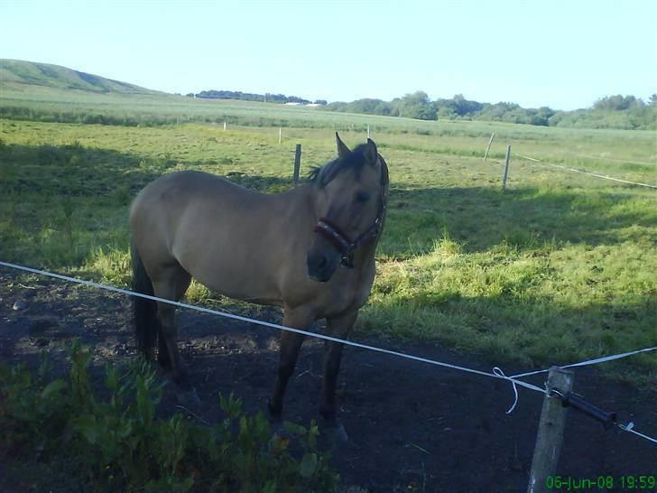 Anden særlig race Frk Smilla SOLGT billede 3