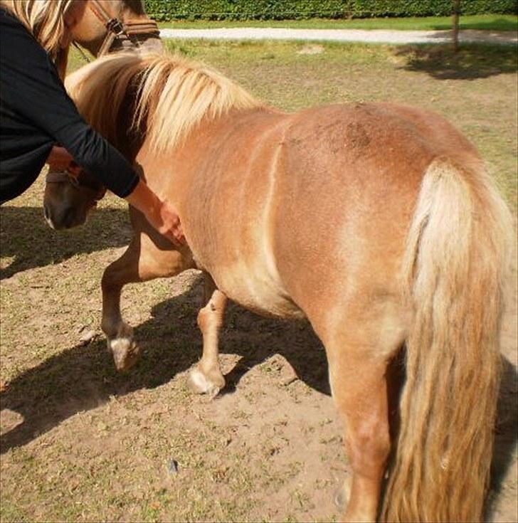 Shetlænder Ma cheval - solgt - Vinke :) billede 10