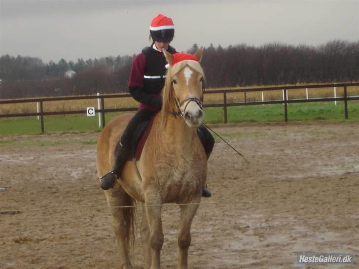 Haflinger Arthos (trænede på ham) - Tror vist at det er en forparts vinding vi skal i gang med der.? billede 13