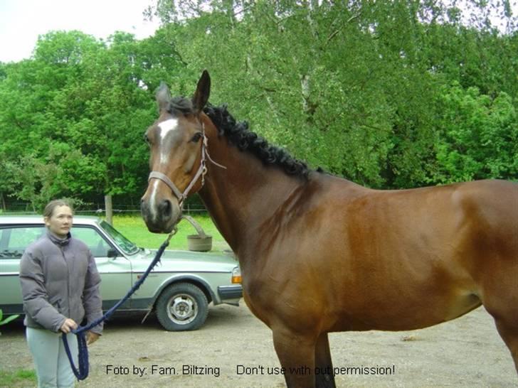 Dansk Varmblod Luna Macohl *R.I.P* - Billede 12: Efter dressur stævne. Jeg startede LC2 og LC3. Jeg blev nr. 3 i begge billede 12