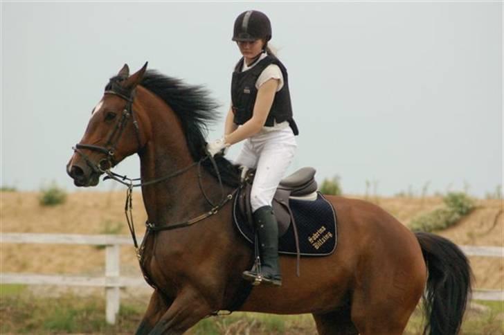 Dansk Varmblod Luna Macohl *R.I.P* - Billede 19: Distriktstævne i Nyk. F. Jeg startede LD og LC billede 19