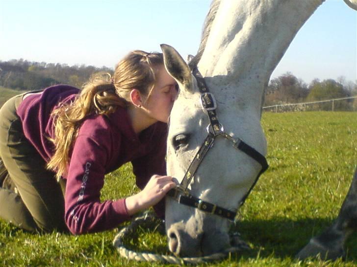 Dansk Varmblod Ronaldo - smækkys til den smukke hest! billede 1