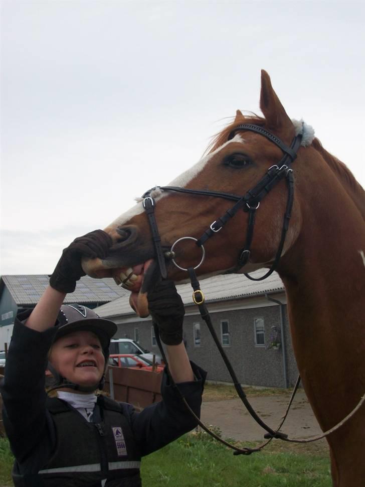 Pinto Gottenborgs Lucky billede 8