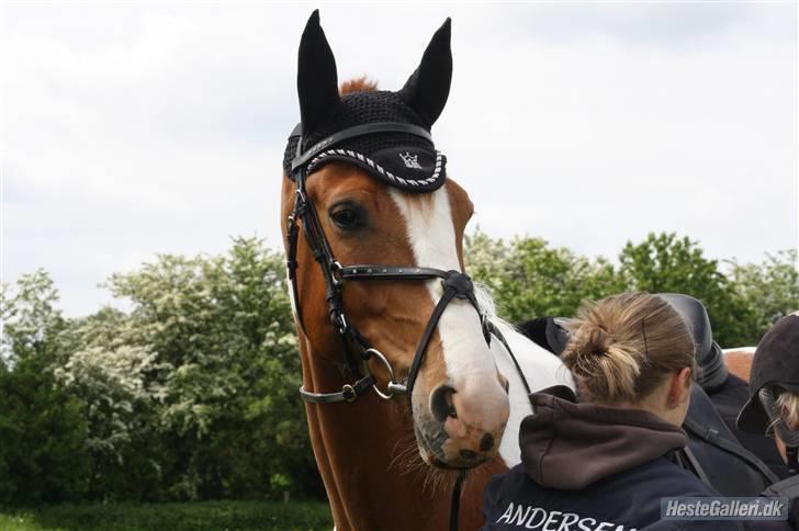 Pinto Gottenborgs Lucky billede 9