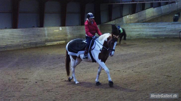 Pinto Gottenborgs Lucky billede 10