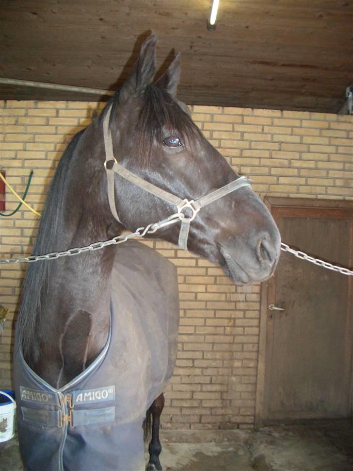 Traver Sæby Black Play (s) billede 2