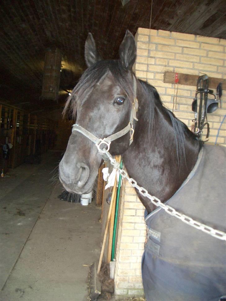 Traver Sæby Black Play (s) billede 3