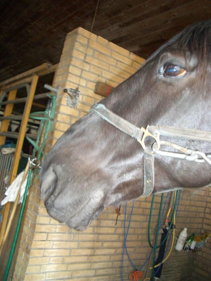 Traver Sæby Black Play (s) billede 4