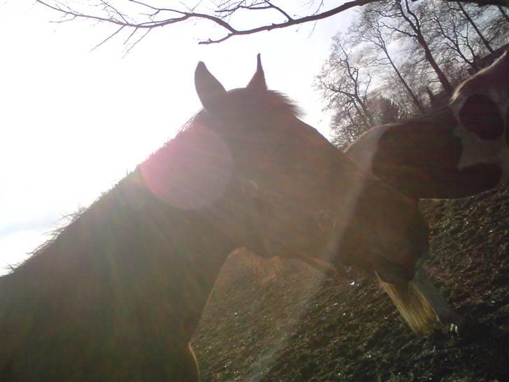 Anden særlig race Ricko billede 2