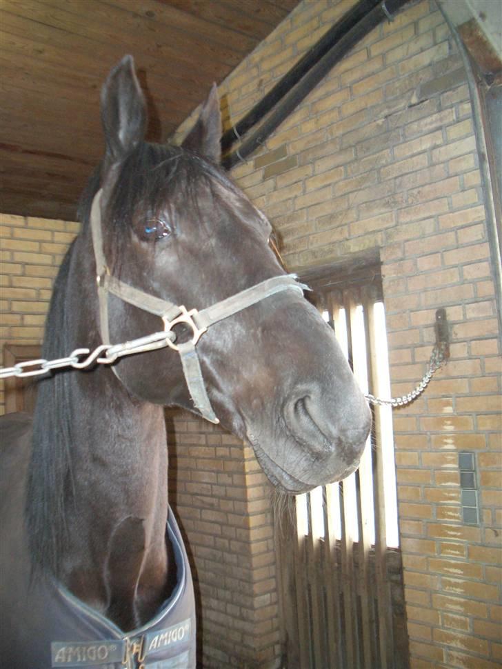 Traver Sæby Black Play (s) billede 5