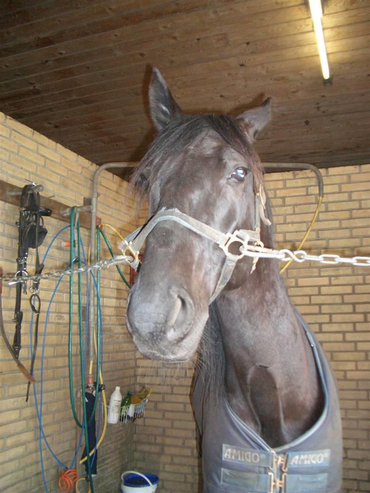 Traver Sæby Black Play (s) billede 7