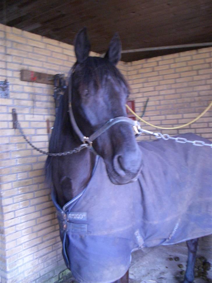 Traver Sæby Black Play (s) billede 8