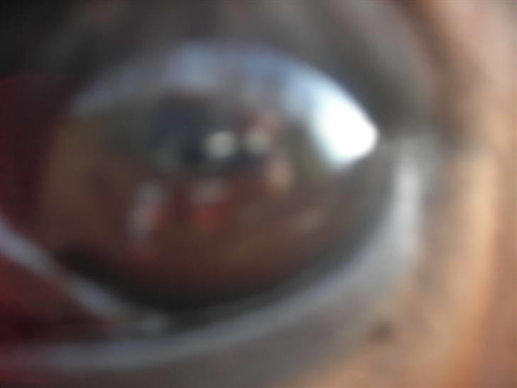 Anden særlig race Ricko billede 7