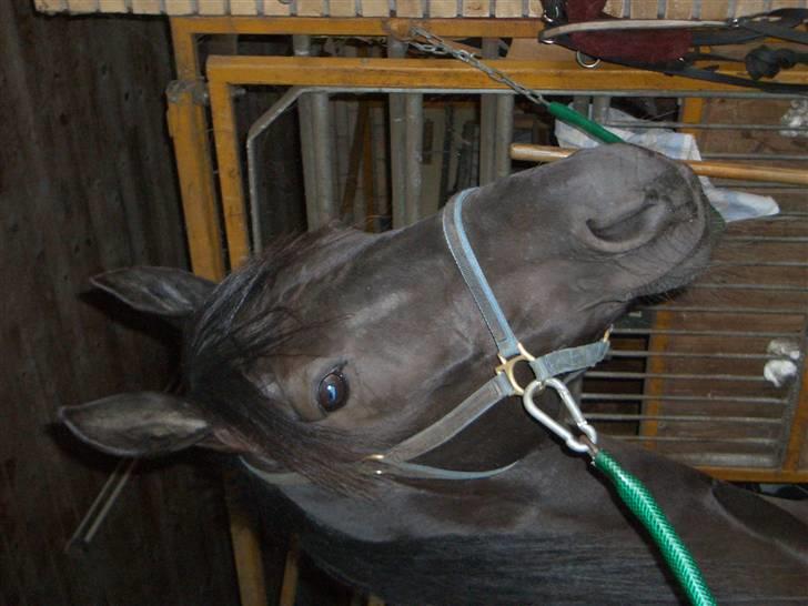 Traver Sæby Black Play (s) billede 9