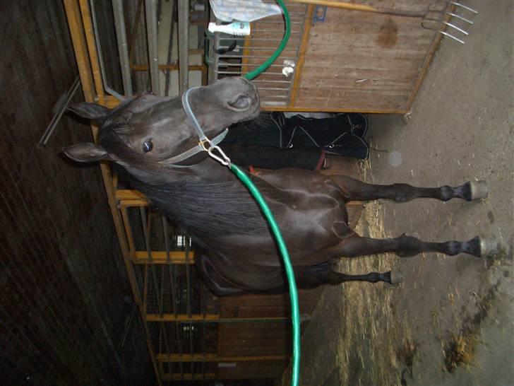 Traver Sæby Black Play (s) billede 10