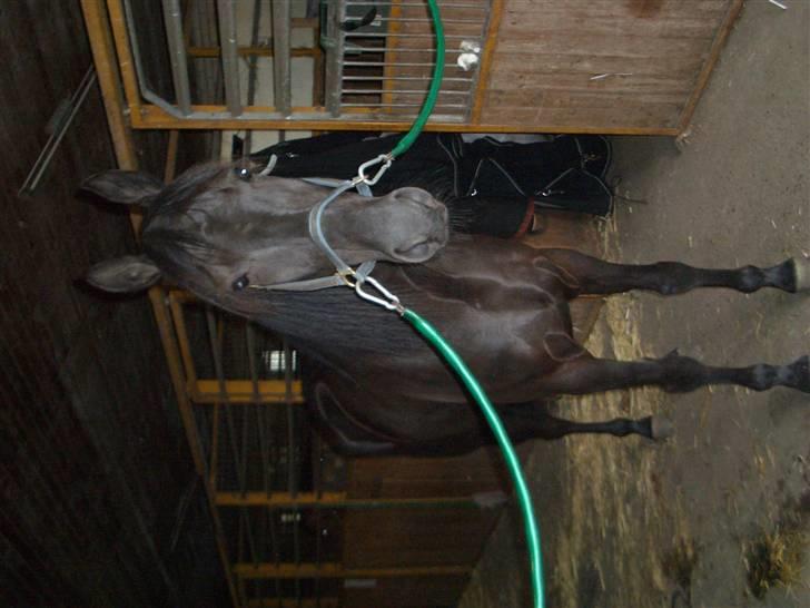 Traver Sæby Black Play (s) billede 11