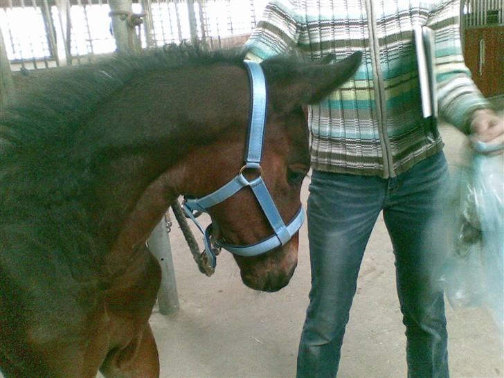 Oldenborg Consensus unno - 24/4 Man er vel hingst!! billede 20