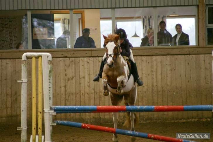 Pinto Caroline - Bramming La billede 14