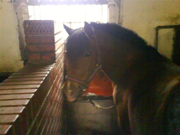 Anden særlig race Musse<3 - HVA VIL I  (jeg ¨spiser):):):) billede 1