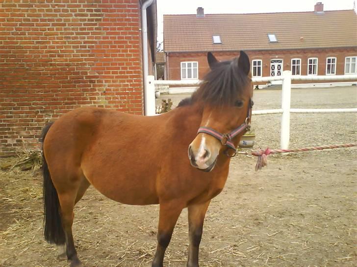 Anden særlig race Musse<3 - hva er det der over billede 2