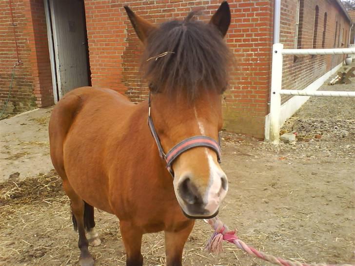 Anden særlig race Musse<3 - god dag billede 3