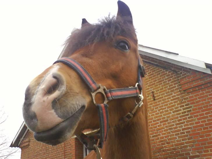 Anden særlig race Musse<3 - UGG hva er det  billede 5