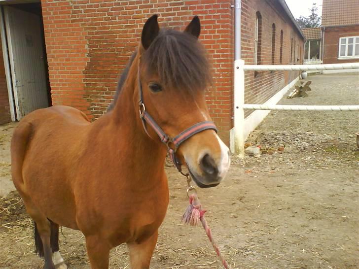 Anden særlig race Musse<3 - her står jeg så billede 6