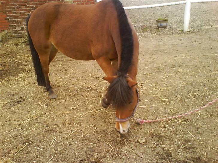 Anden særlig race Musse<3 - hvad er dov det!! jeg kan ik få fat i det billede 7