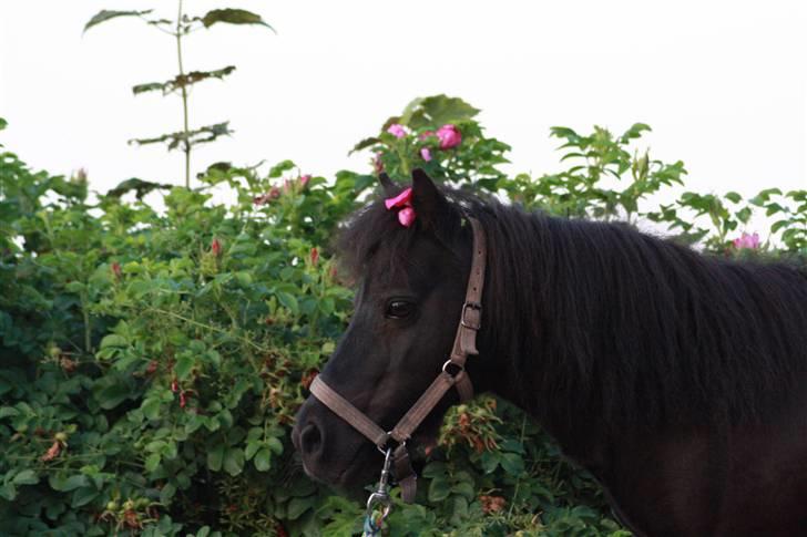 Shetlænder : • Stjernens Tilde • billede 8
