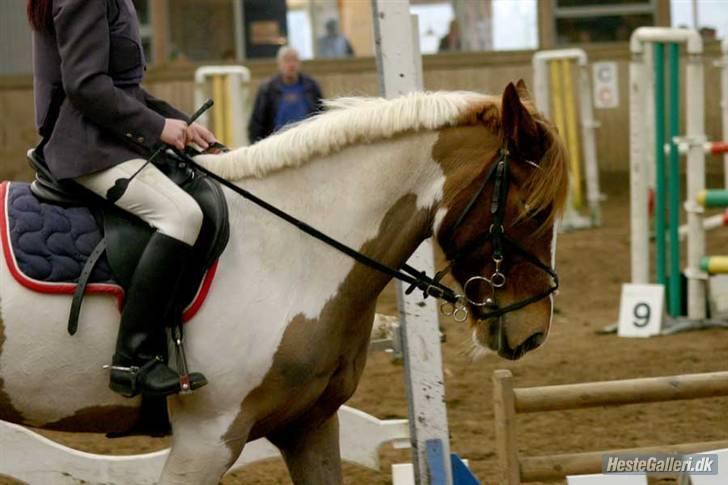 Pinto Cornelia  - Bramming billede 11